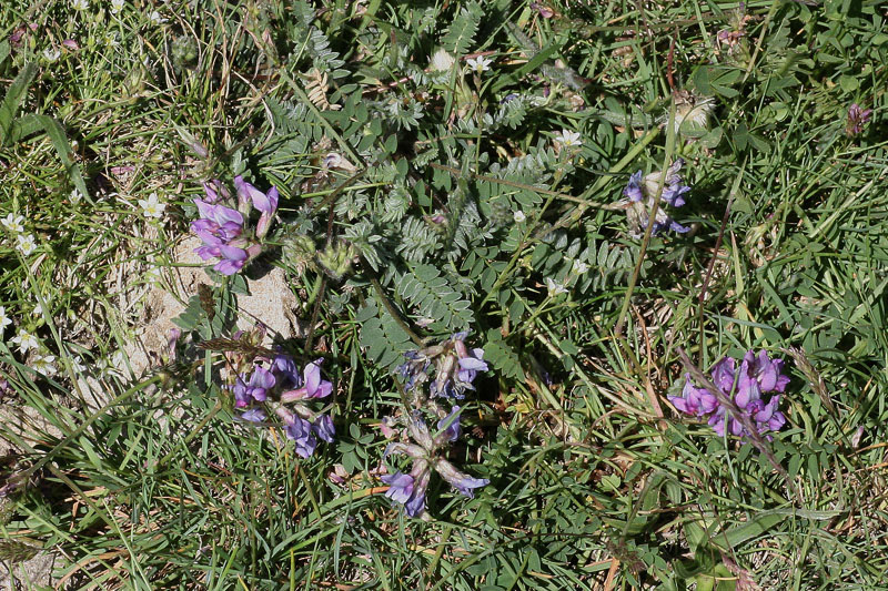 Oxytropis neglecta / Astragalo negletto